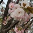 芦屋　八重桜