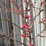 春ですね・庭の花